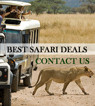 Best kenya safari deals