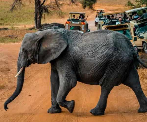 Elephants walking near Mount Kilimanjaro, Amboseli National Park