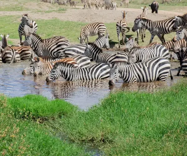 Zebras grazing on the open plains of Amboseli National Park, Kenya