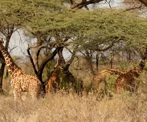 Giraffe standing tall against the Amboseli savanna landscape, Kenya