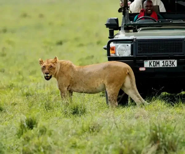 Lion resting in the savanna grasslands of Amboseli National Park