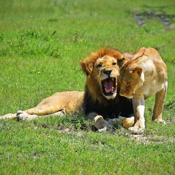 Lion in Maasai Mara National Reserve Kenya during safari game drive