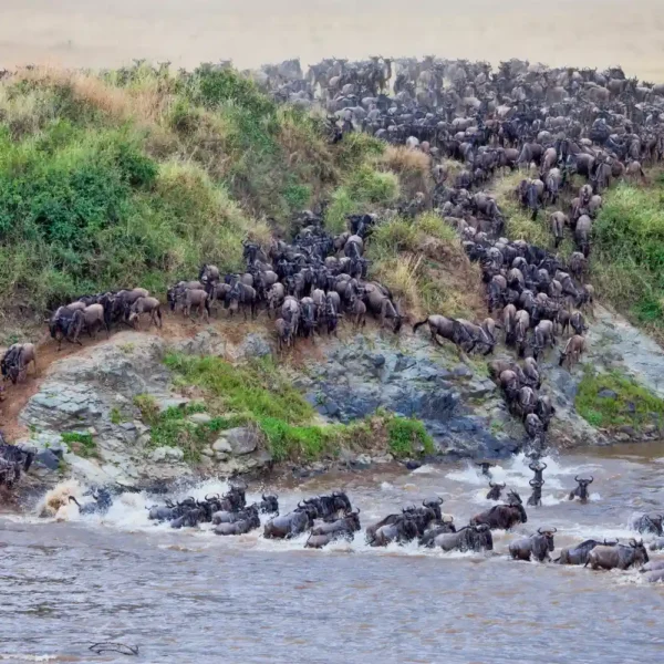 Wildebeest crossing Mara River during the Great Migration in Maasai Mara Kenya