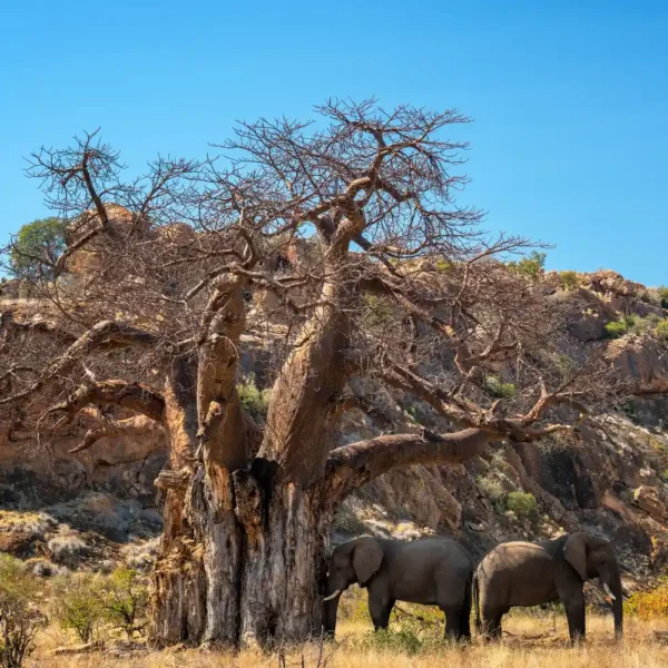 Elephants in Amboseli National Park with Mount Kilimanjaro background