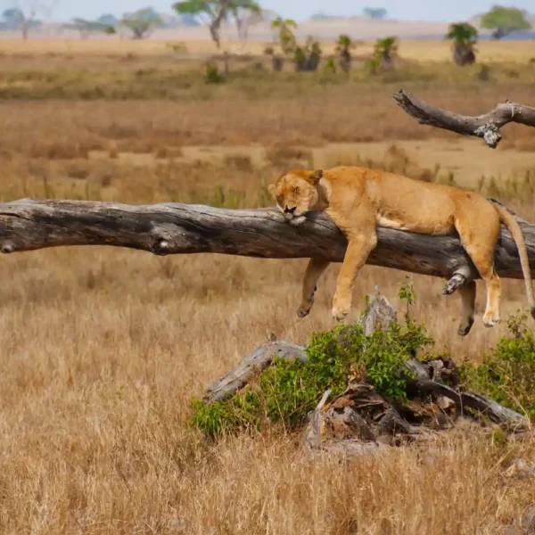 Lion in Maasai Mara National Reserve Kenya during safari game drive