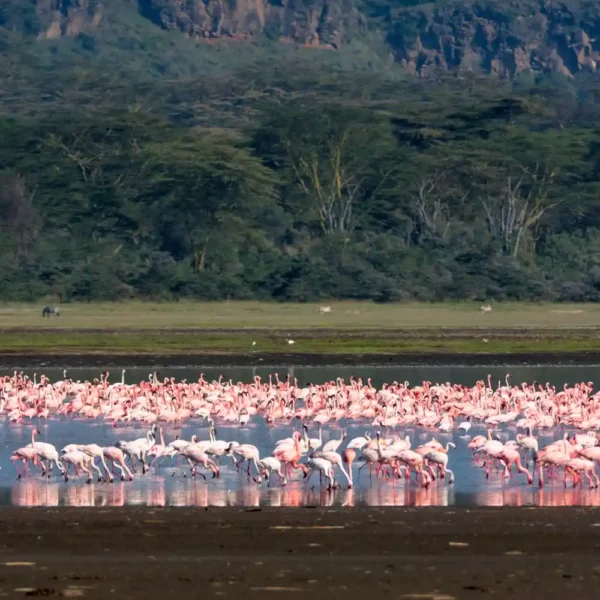 Flamingos at Lake Nakuru National Park Kenya forming pink shoreline