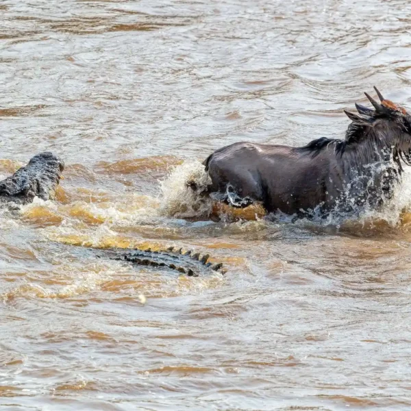 Great Migration Mara River wildebeest crossing Maasai Mara safari Kenya