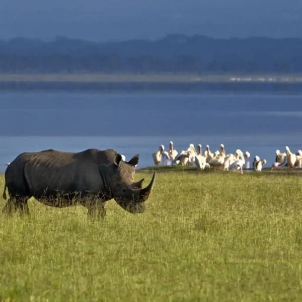 Hell’s Gate cycling safari Lake Naivasha boat ride wildlife Kenya