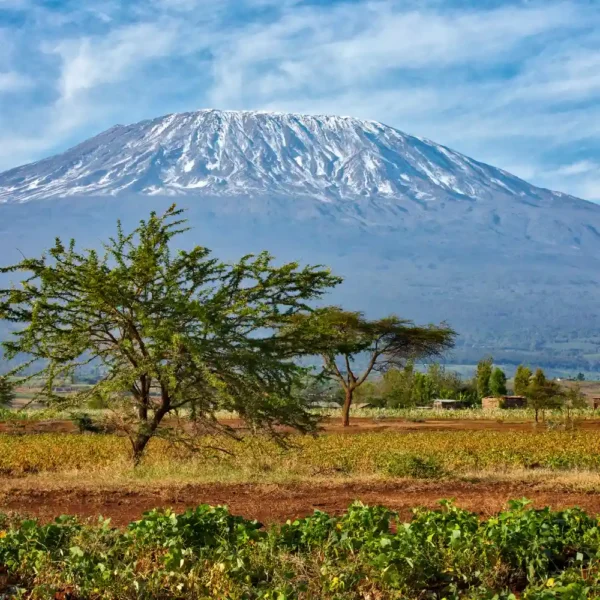 Mount Kilimanjaro view from Amboseli National Park Kenya safari