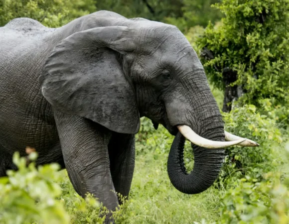 7 Days Kenya Budget Safari