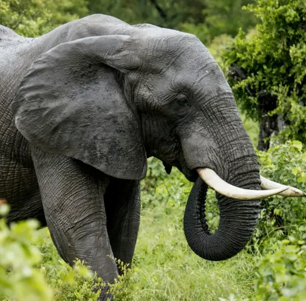7 Days Kenya Budget Safari