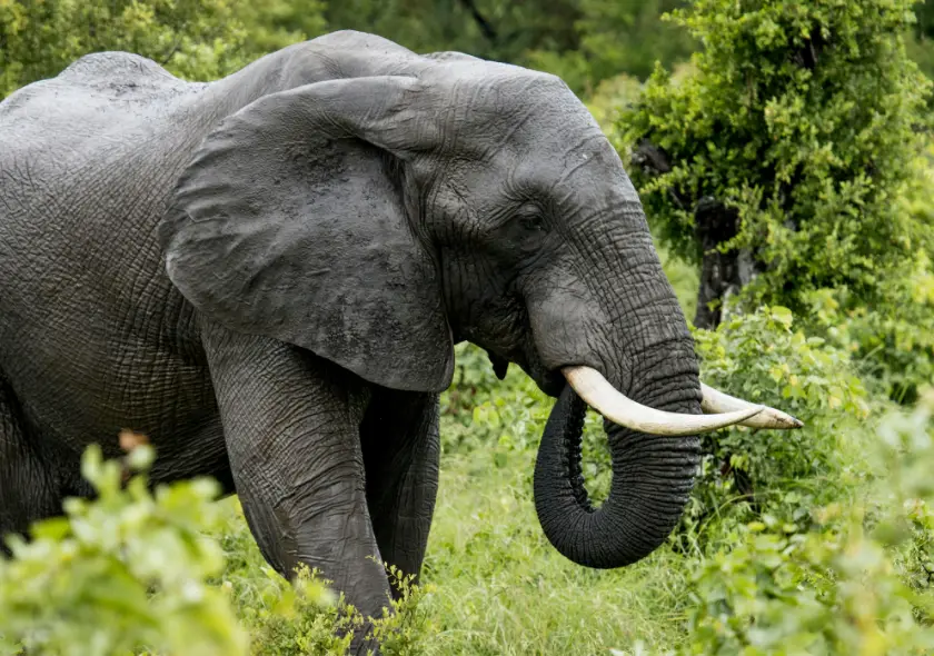 7 Days Kenya Budget Safari