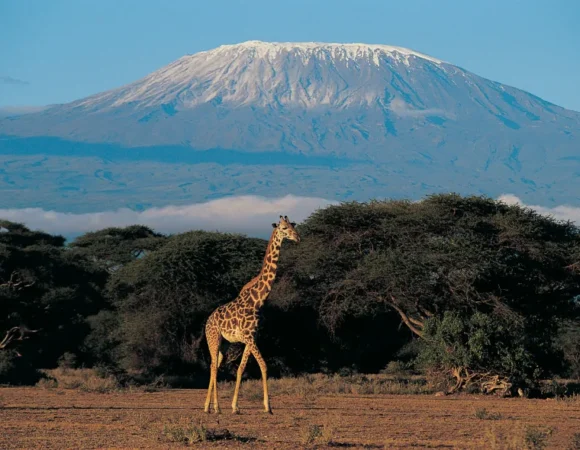1 Day Amboseli National Park Safari (Private Tour)