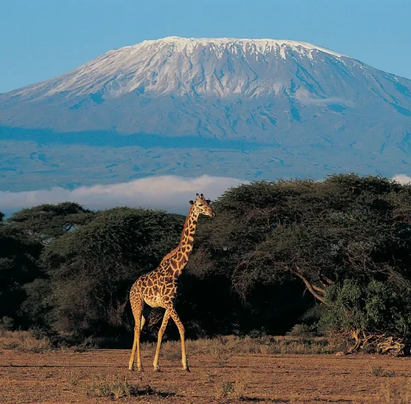 1 Day Amboseli National Park Safari (Private Tour)