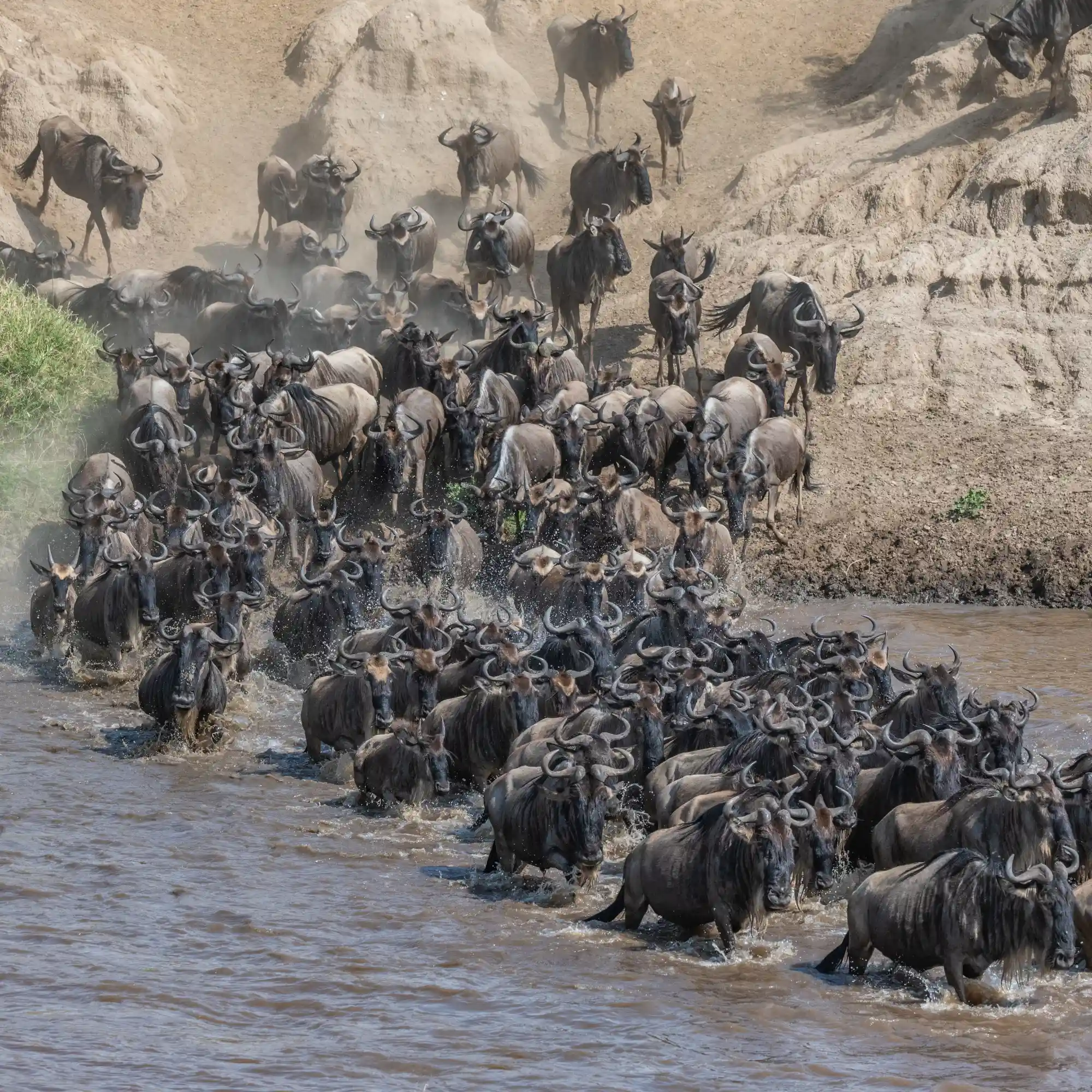 Mara River