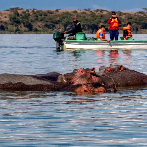 5 Days Masai Mara, Lake Nakuru & Lake Naivasha Safari