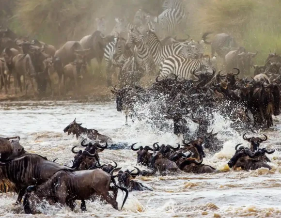 10 Days Kenya – Tanzania Budget Safari
