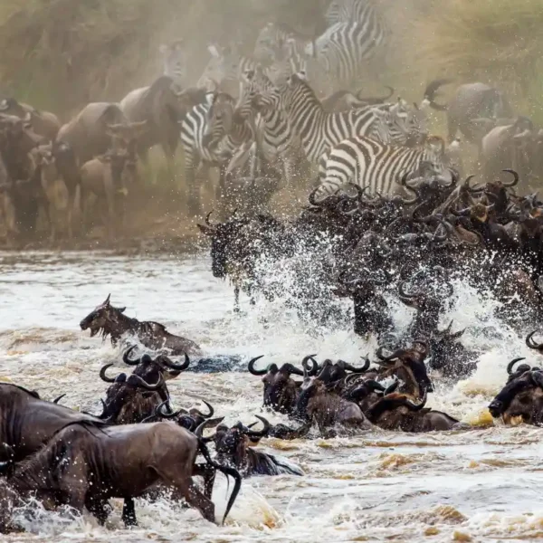10 Days Kenya – Tanzania Budget Safari