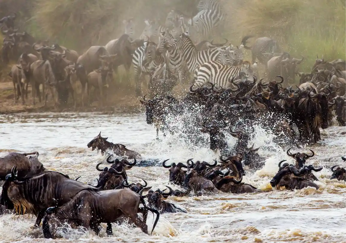 10 Days Kenya – Tanzania Budget Safari