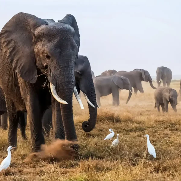 Amboseli safari game drive minibus pop up roof experience Kenya