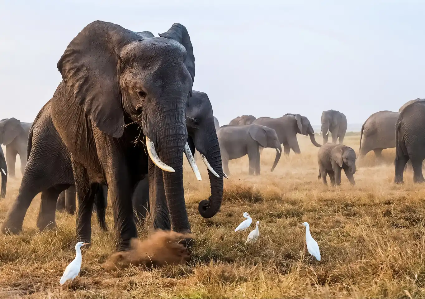2 Days Amboseli Safari (Group Joining Tour)