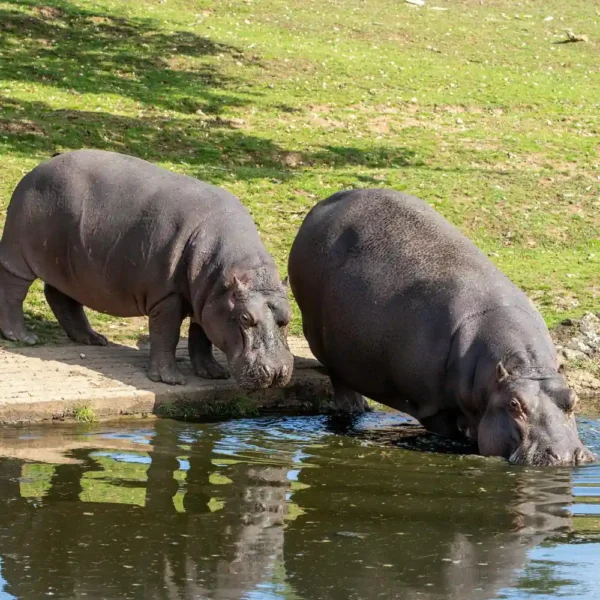 Crystal clear waters of Mzima Springs with hippos and fish in Tsavo West