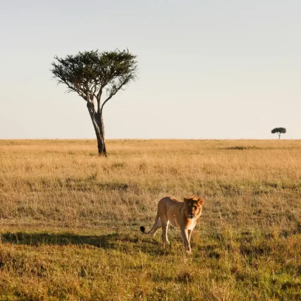 Lions resting during a game drive in Tsavo National Park