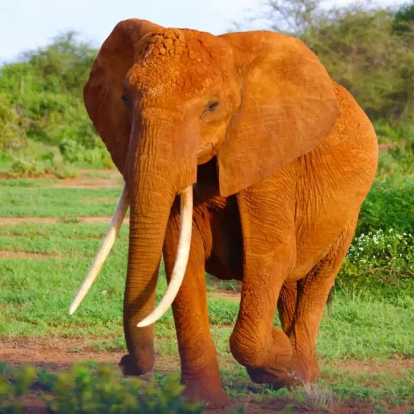 Famous red elephants of Tsavo East walking through dusty savannah