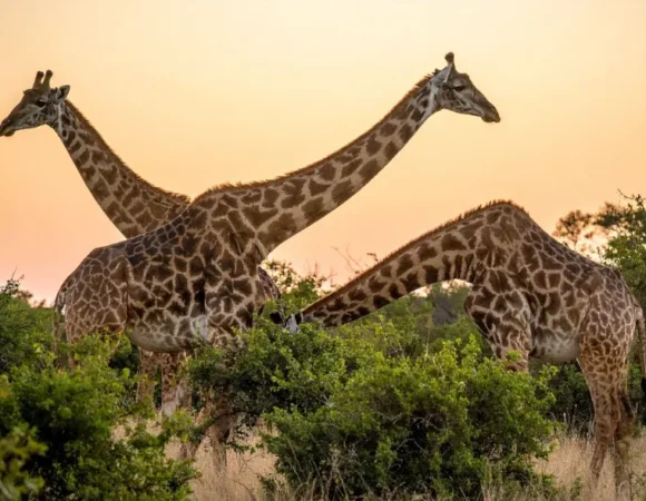 2 Days Maasai Mara Budget Safari
