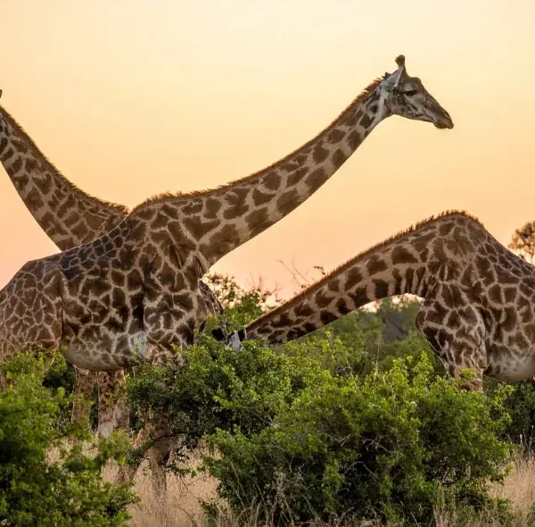 2 Days Maasai Mara Budget Safari