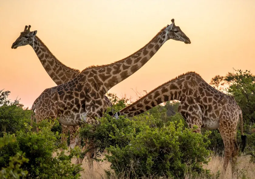 2 Days Maasai Mara Budget Safari