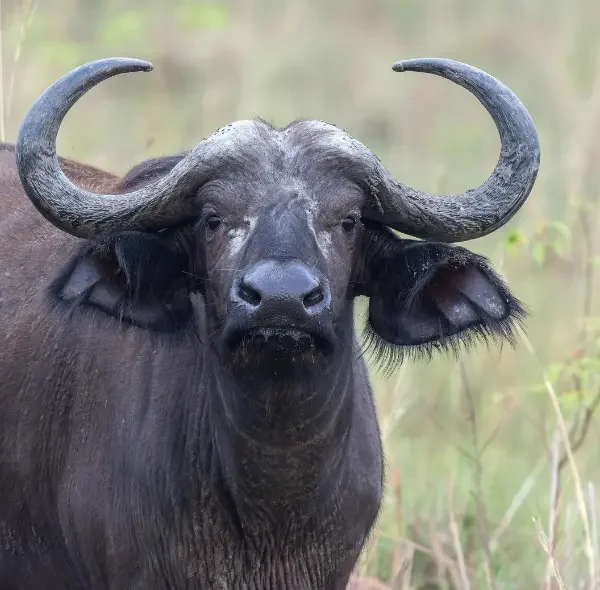 3 Days Amboseli African Safari