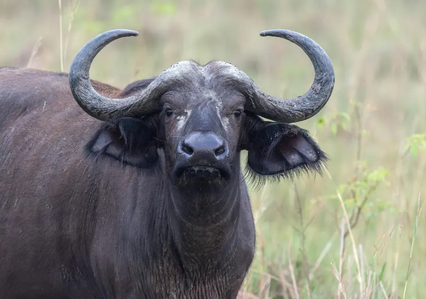 3 Days Amboseli African Safari
