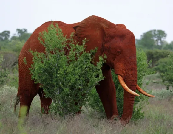 4 Day Mombasa – Tsavo East – Taita Saltlick Safari Budget Private Tour