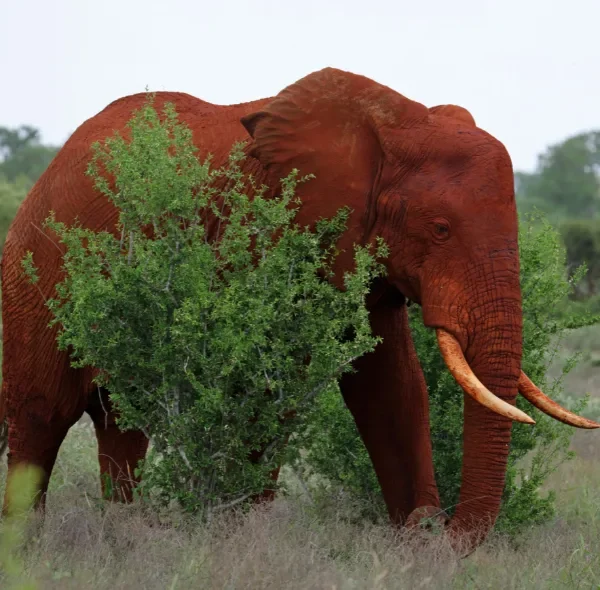 4 Day Mombasa – Tsavo East – Taita Saltlick Safari Budget Private Tour