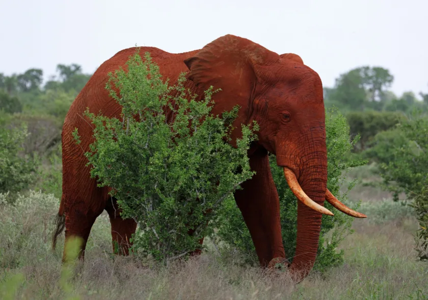4 Day Mombasa – Tsavo East – Taita Saltlick Safari Budget Private Tour