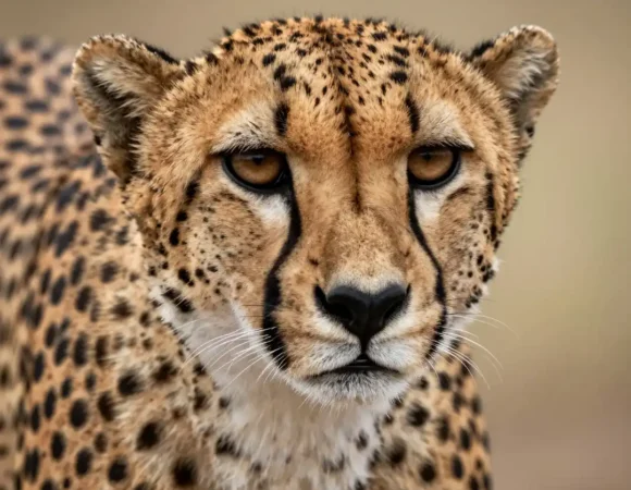 Amboseli National Park