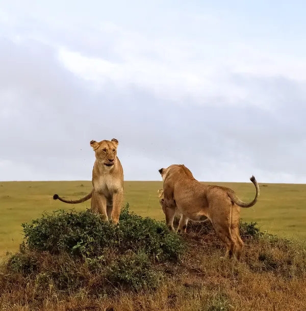 Maasai Mara