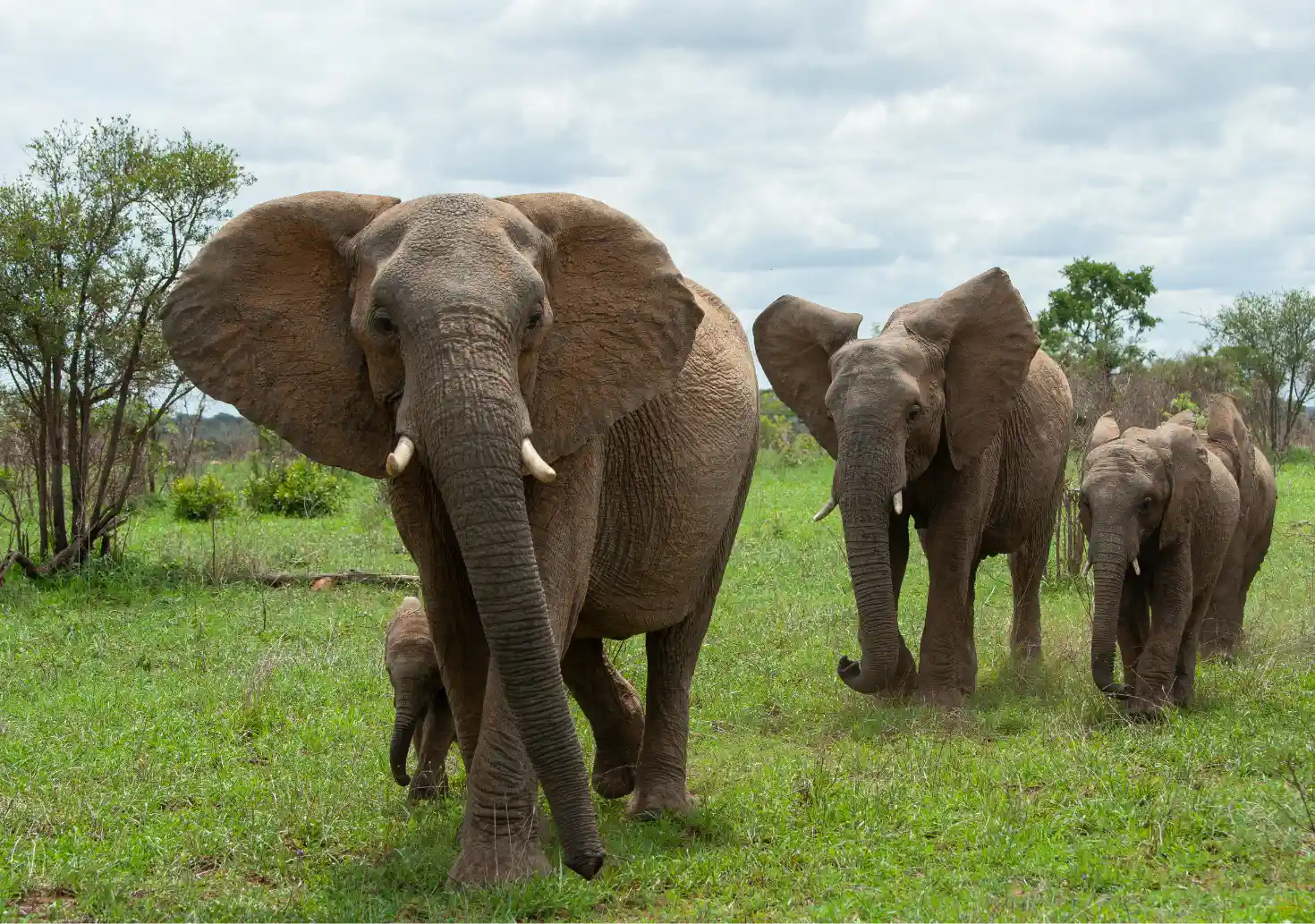 4 Days Amboseli, Tsavo Safari (Nairobi to Mombasa)