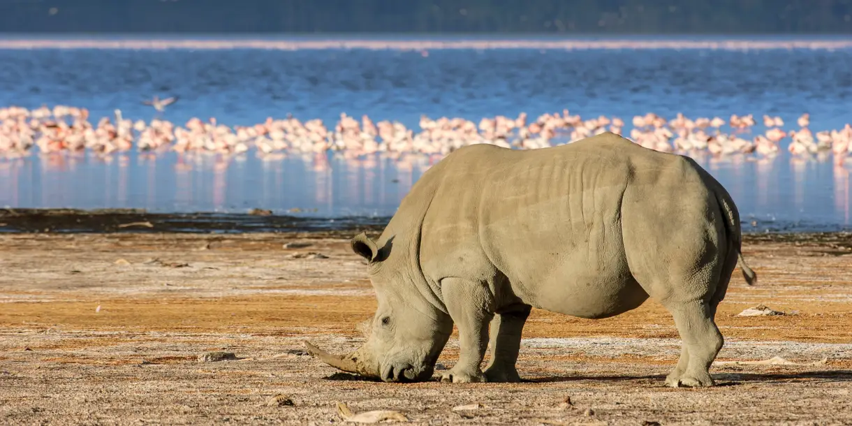 Lake Nakuru