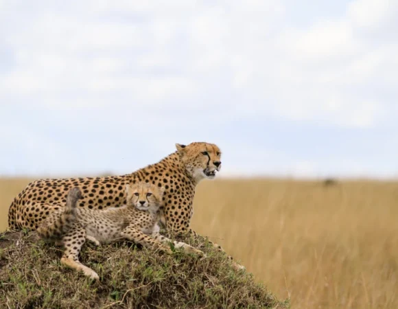 3 Days Maasai Mara Shared Budget Safari