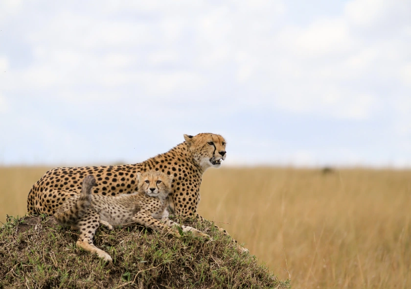 3 Days Maasai Mara Shared Budget Safari