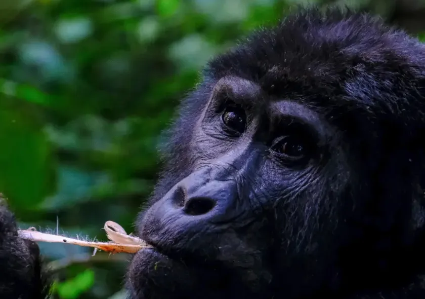 4 Days Gorilla Trekking Safari