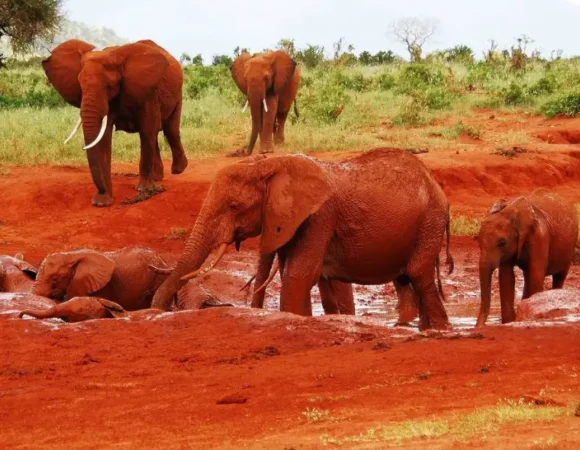 6 Days Masai Mara, Lake Naivasha, Amboseli & Tsavo East Safari