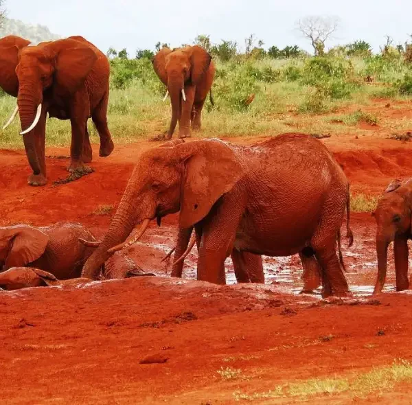 6 Days Masai Mara, Lake Naivasha, Amboseli & Tsavo East Safari