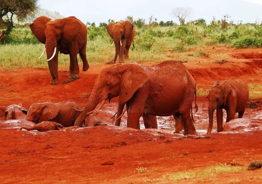 6 Days Masai Mara, Lake Naivasha, Amboseli & Tsavo East Safari