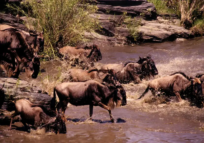 6 Days Masai Mara, Serengeti, Ngorongoro & Lake Manyara Safari