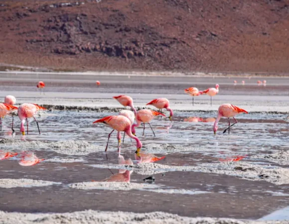 5 Days Sweetwaters, Lake Nakuru & Masai Mara Safari