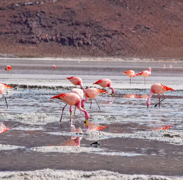 5 Days Sweetwaters, Lake Nakuru & Masai Mara Safari