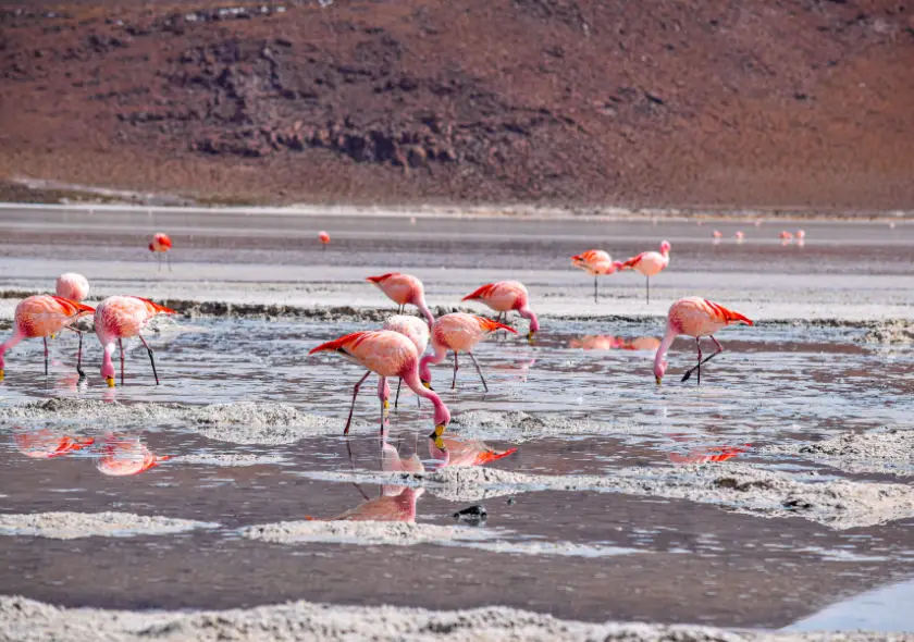 5 Days Sweetwaters, Lake Nakuru & Masai Mara Safari